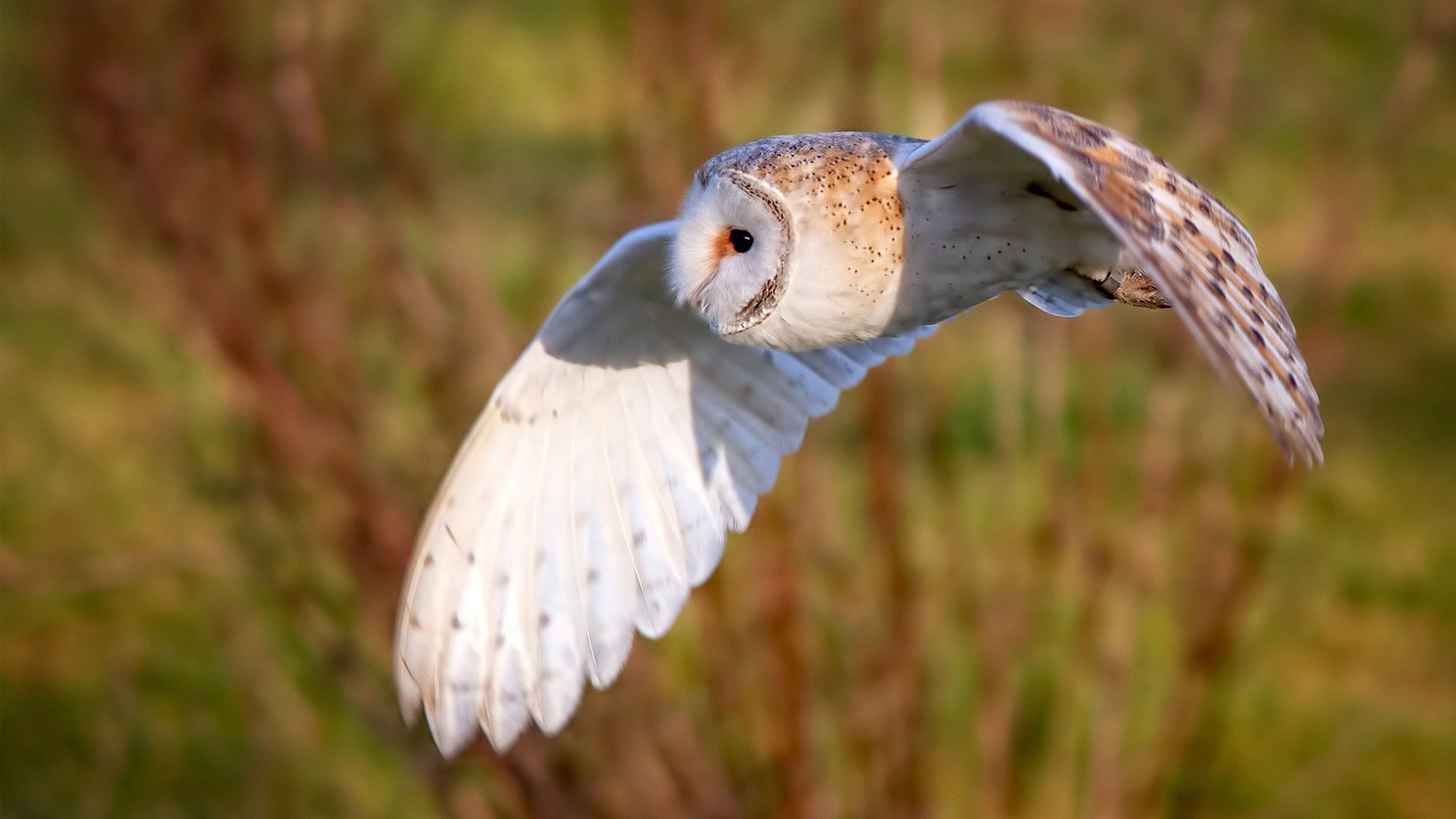 Kaiyun(中国)开云-《国际电竞组织新动态：推动行业规范化发展》，国际电竞项目有哪些
