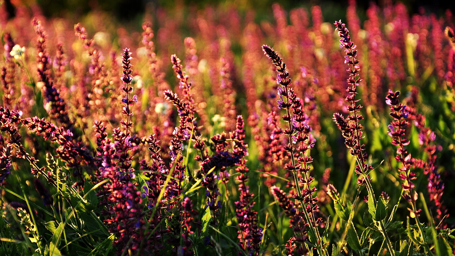 亲临现场:车迷的热情与激情展现