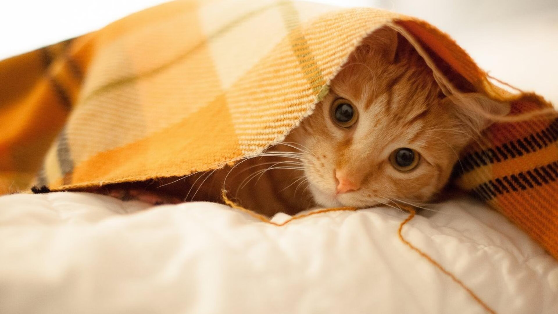 中国青训教练员体系不断完善，专业化水平提升，职业梯队青训教练招聘