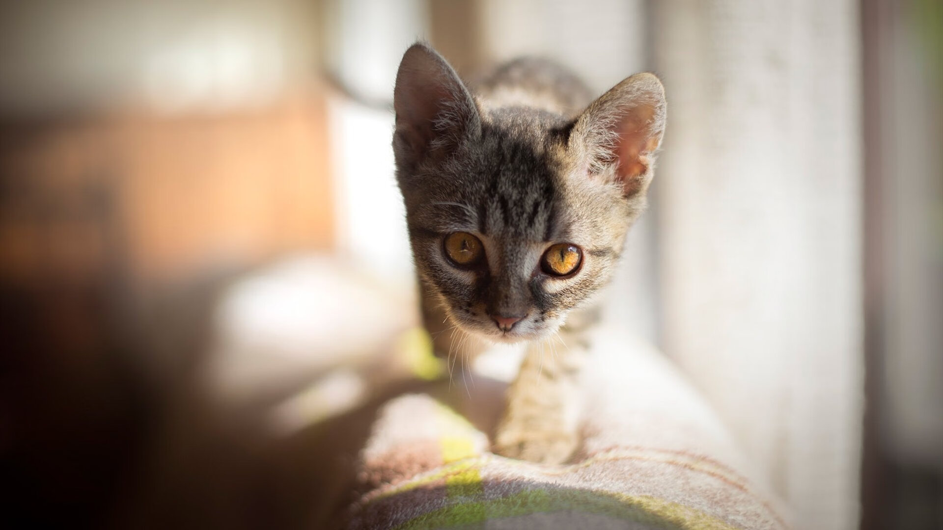 开云官方网页登录-年度典范：球员的年度最佳表现一览，nba年度最佳球员奖