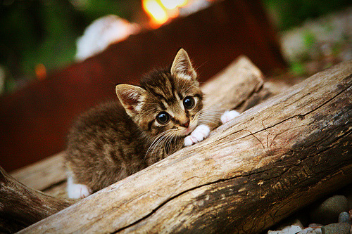 教练点评:北京队主教练赞扬士气高昂的表现!,北京队教练是谁