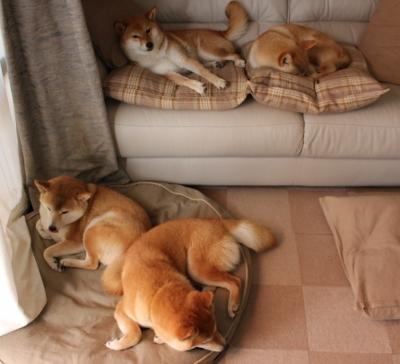 狼王:单场35分,多次突破得分成为比赛的绝对核心!,狼王对战