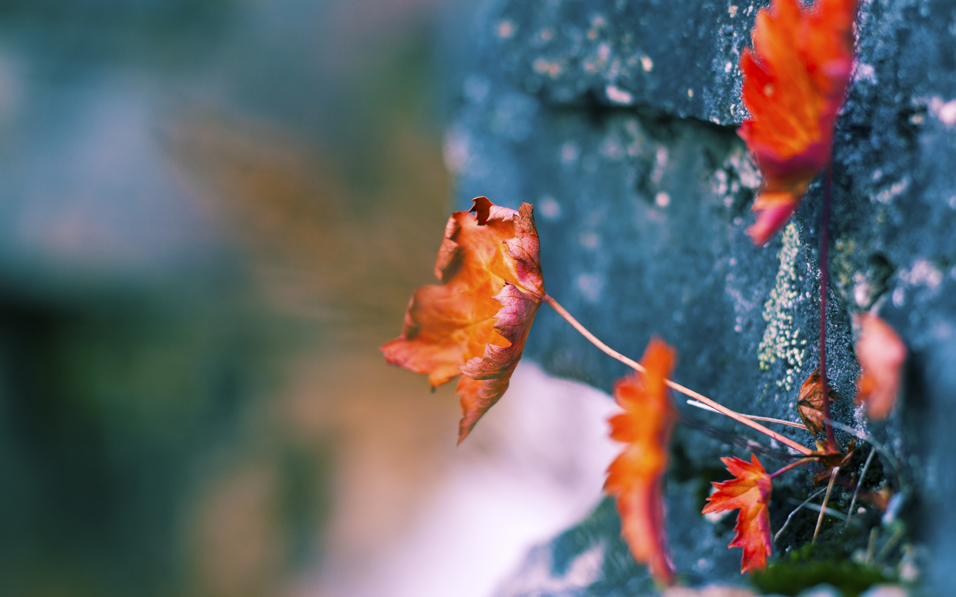 kaiyun官方入口登录-科比的残疾幼年到篮球天王的非凡成长故事，科比生涯受的所有伤