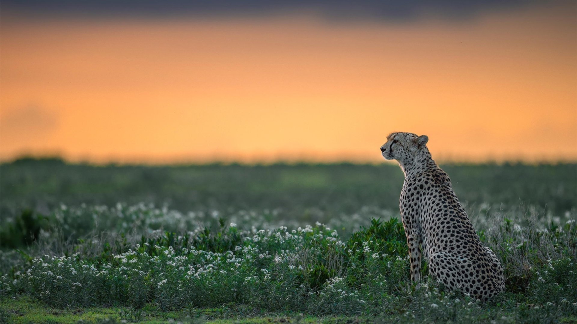 西班牙马术代表队在巴黎奥运会团体障碍赛中获得铜牌,展现团队协作精神。