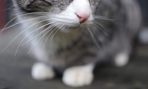 赛季最佳助攻瞬间榜单出炉，智取球队成功，2021赛季助攻榜