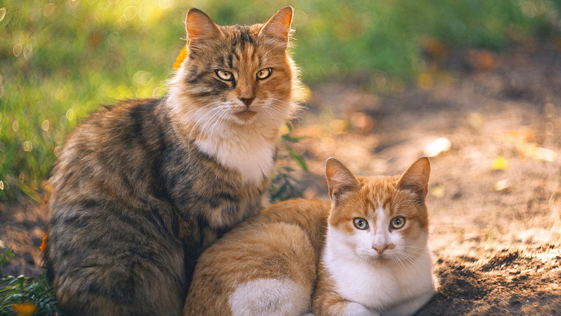 逆风翻盘:车手逆境中的坚韧不拔,逆风翻盘的人都有这个特点