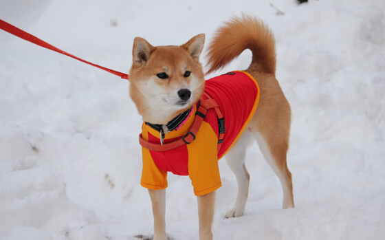 中小球队是否应重建主场文化吸引力,中小球队是否应重建主场文化吸引力呢