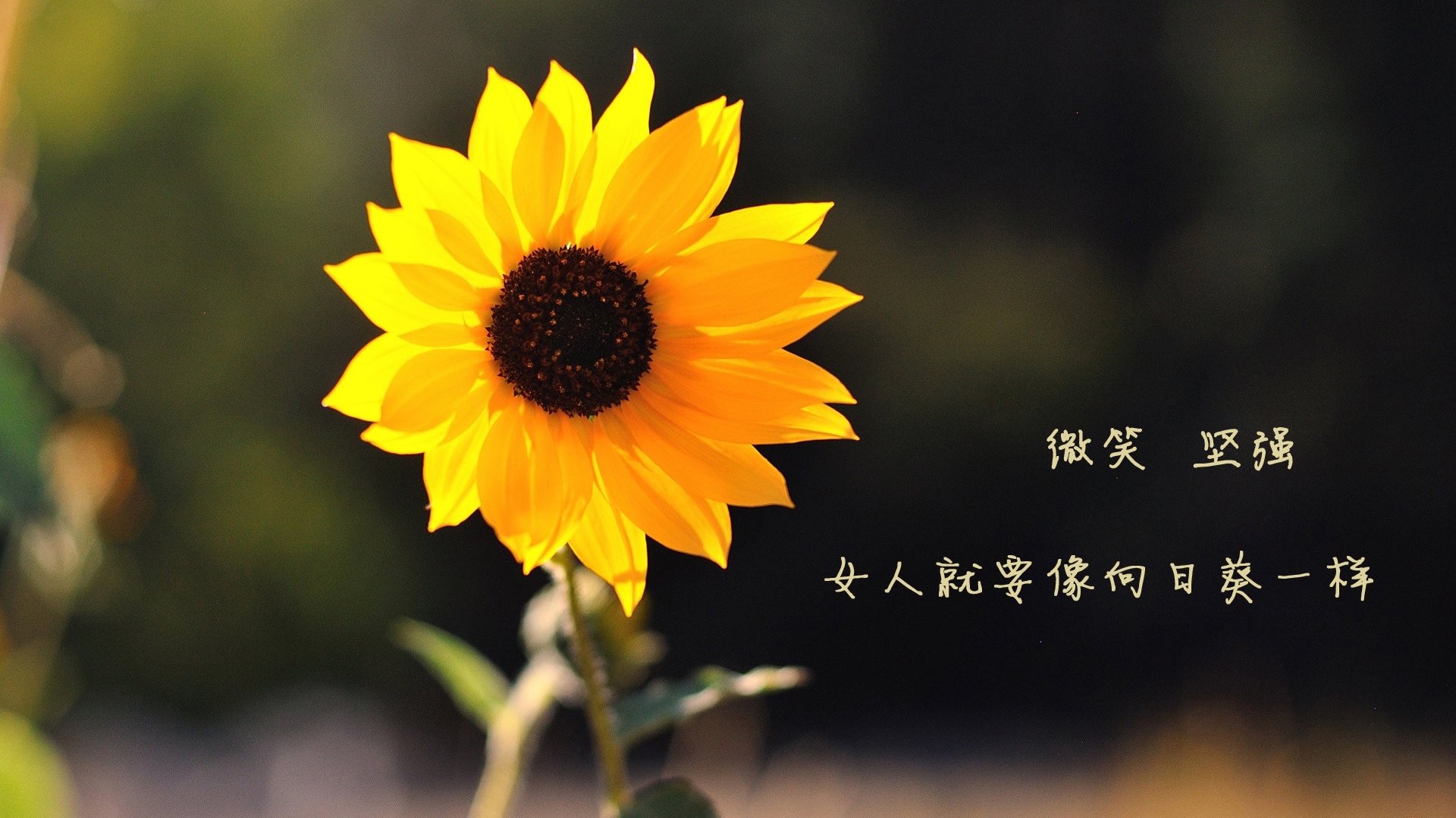 伊朗联赛球队战术创新,伊朗队主场