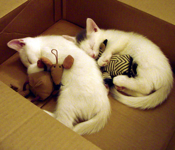 伊朗马术协会建立马匹基因数据库,促进马匹选育与训练。,伊朗masaf