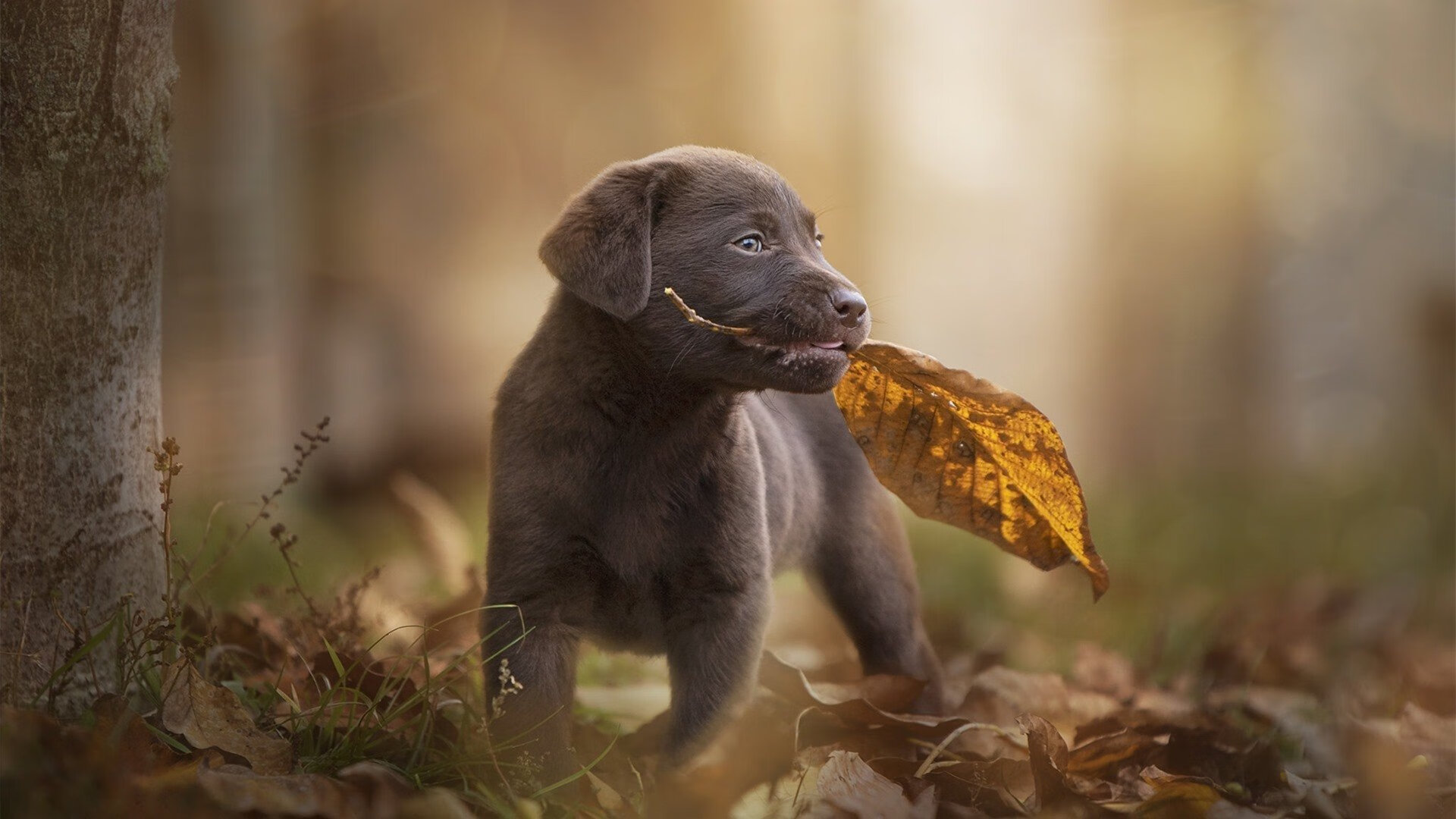 开云·Kaiyun网页版-切尔西女足参加国际友谊赛，切尔西女足参加国际友谊赛了吗