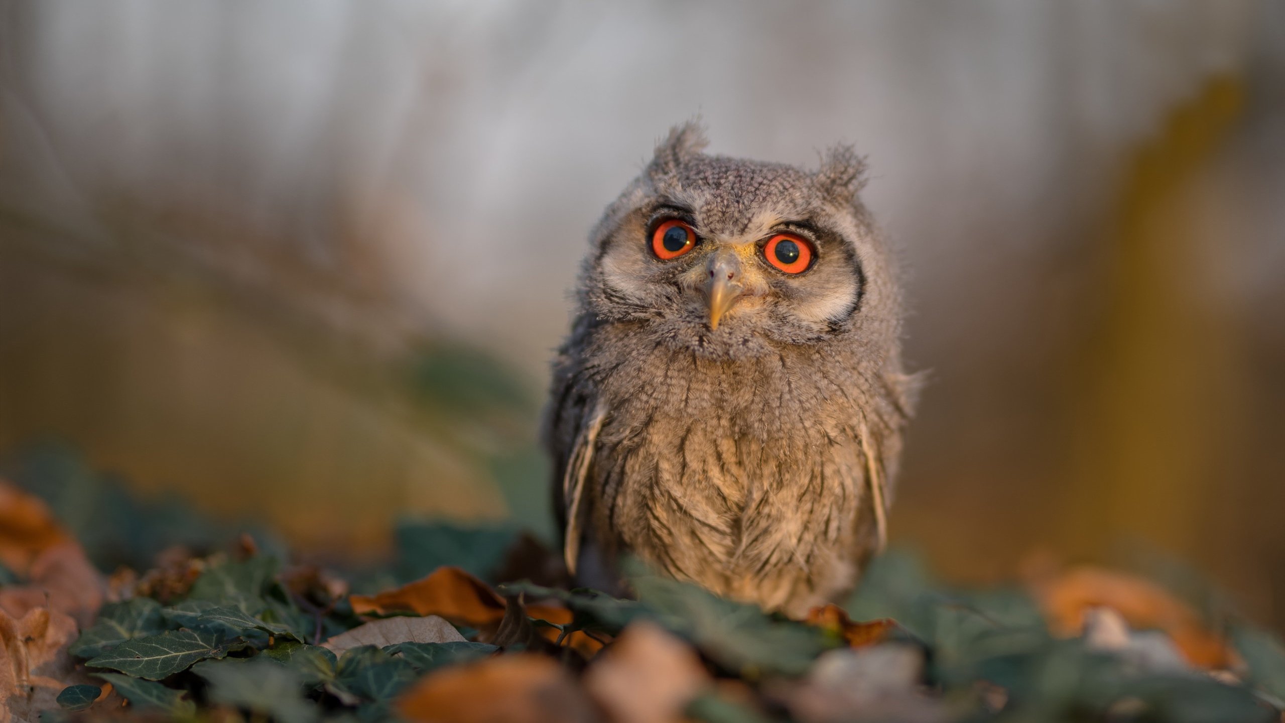 南京有有将在主场迎战大连权健,谁将赢得胜利的关键?