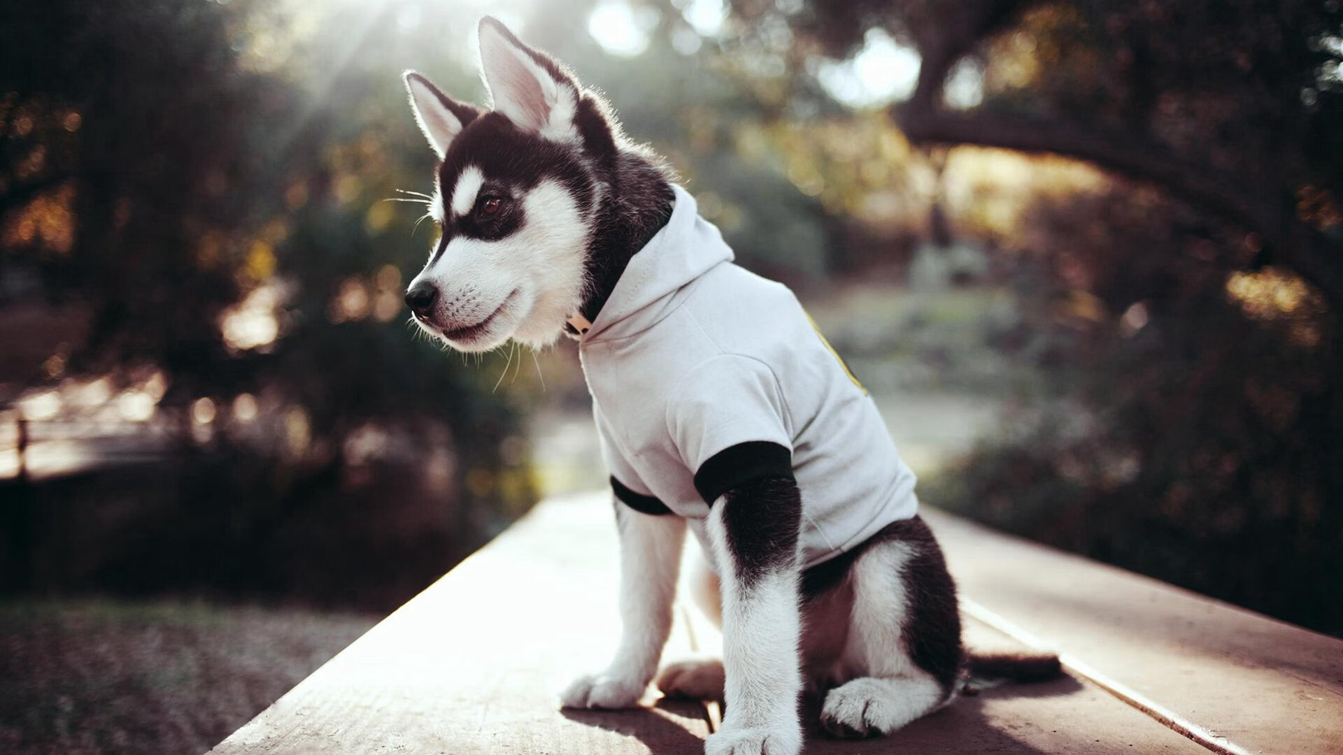 圣保罗后卫卢卡斯·贝拉尔多在南美杯中表现抢眼,吸引关注,保罗贝纳多 卡拉